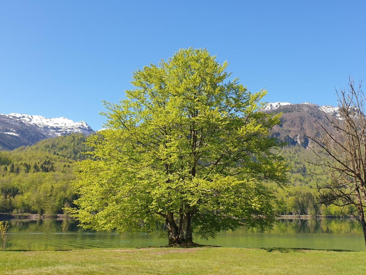 Apartments Vila Darja Bohinj Exterior photo